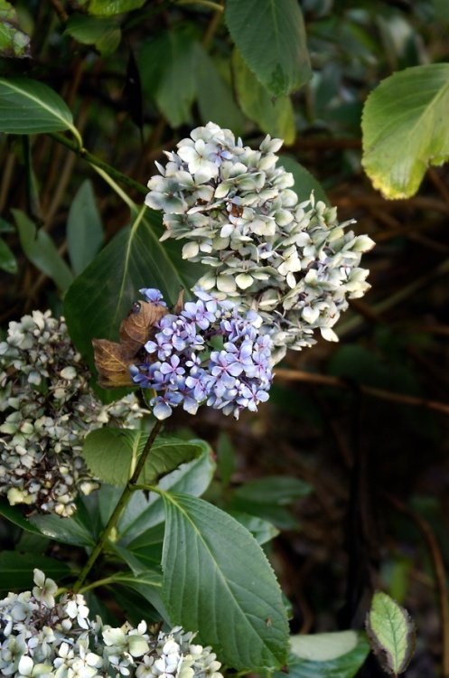 The last flush of summer.