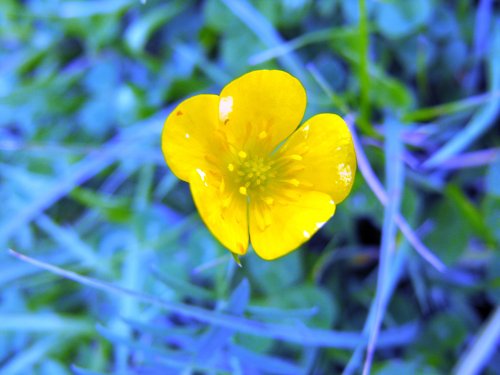 Irish buttercup