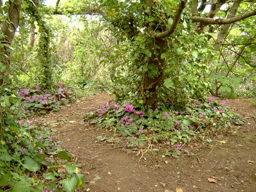 Berry Head Country Park