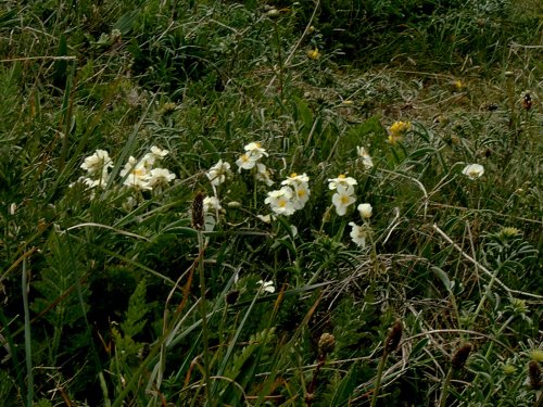 Berry Head Country Park