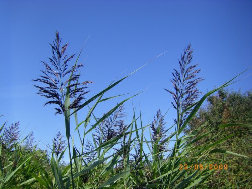 Dune Grasses