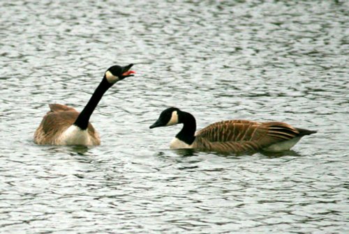 Canada Geese.