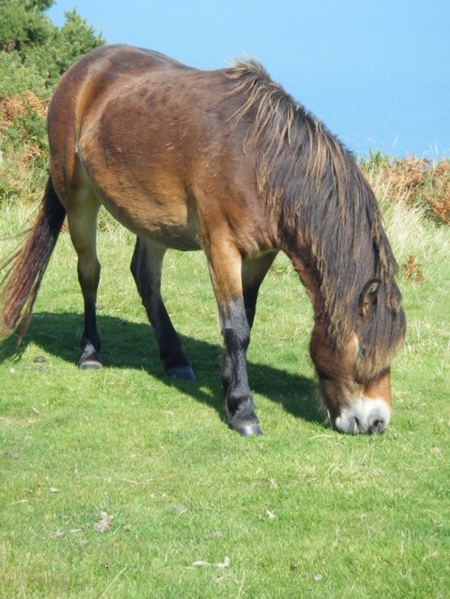 Exmoor National Park
