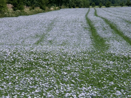 Snowshill Lavender Fields