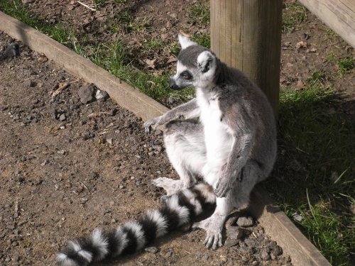 Africa Alive, Suffolk