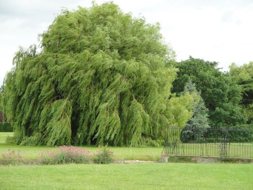 Weeping willow at Burghley park