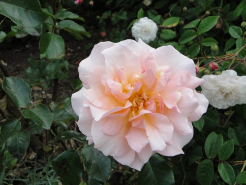 Another rose at Audley End