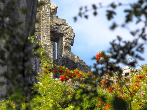 Corfe through the trees
