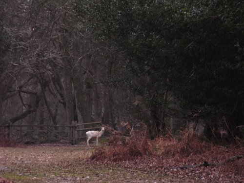 Deer near Highland Water, Bolderwood