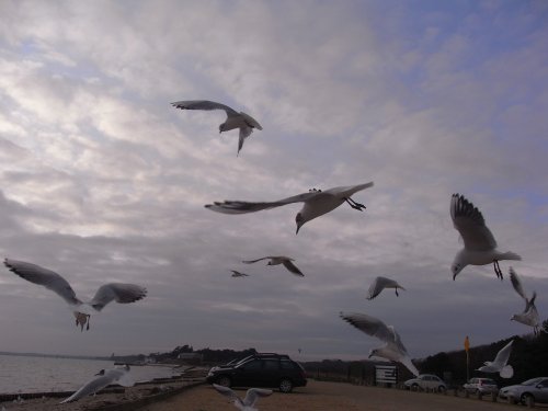 Gulls