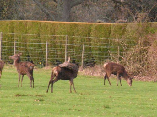 Red Deer