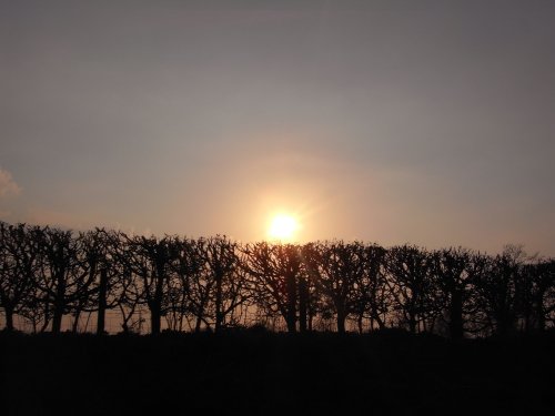 Sunset over the hedgerow