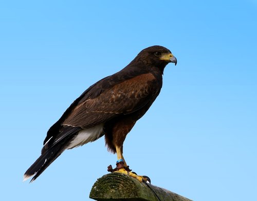 The Cornish Birds of Prey Centre