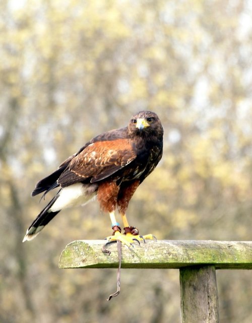The Cornish Birds of Prey Centre