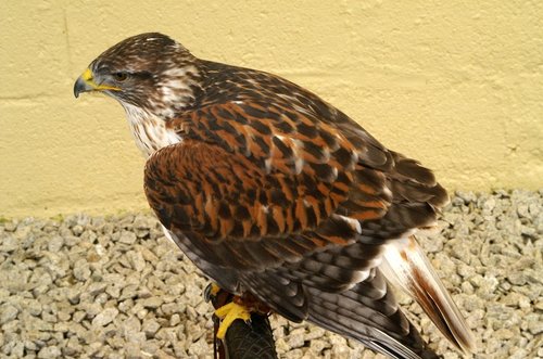 The Cornish Birds of Prey Centre