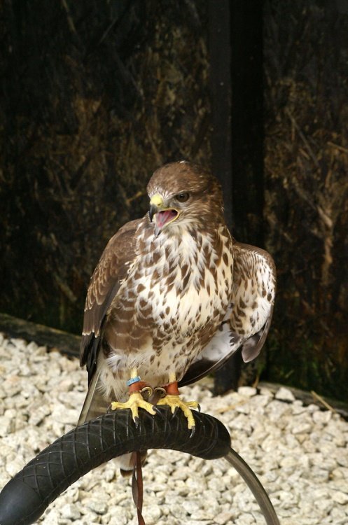 The Cornish Birds of Prey Centre