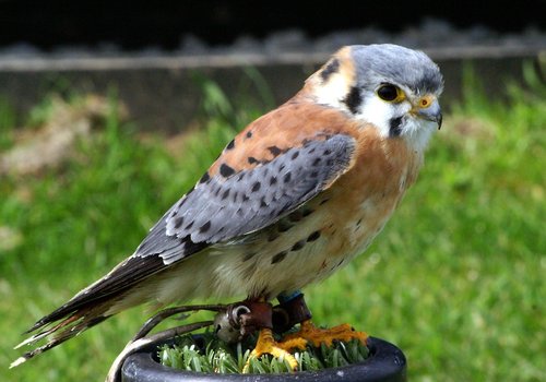 The Cornish Birds of Prey Centre