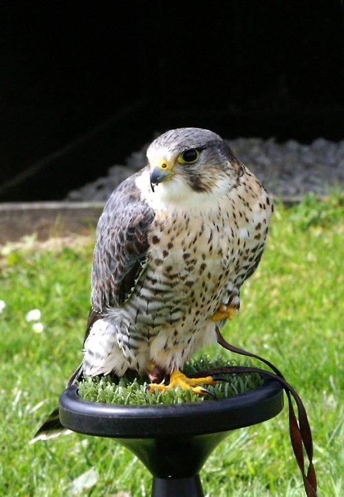 The Cornish Birds of Prey Centre