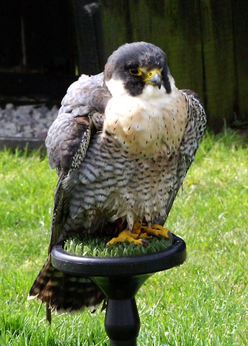 The Cornish Birds of Prey Centre