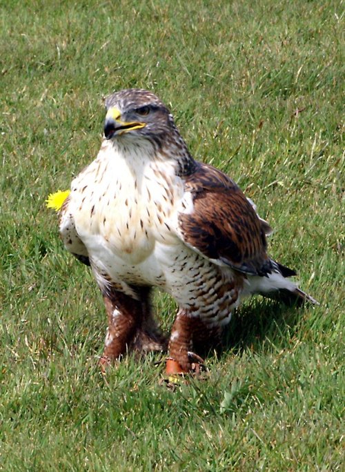 Look how thick those legs are.