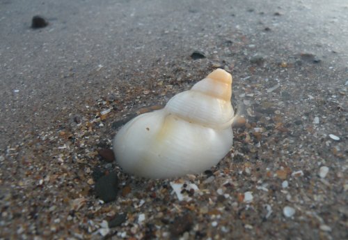 Sea Shell
