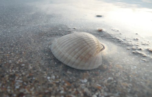 Sea Shell