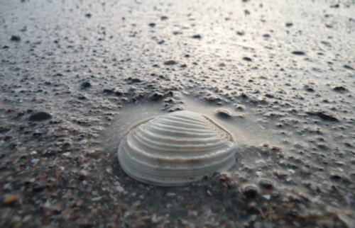 Sea Shell
