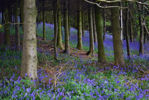 Bluebell woods at Clent