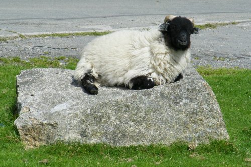 Rock solid sheep