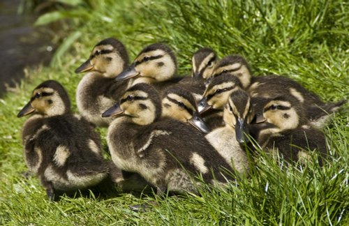 Ducklings on the Coventry Canal