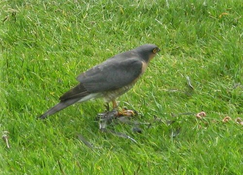 Sparrow Hawk