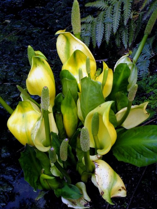 Growing in the lake  margins.
