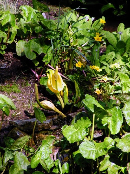 Lost Gardens of Heligan