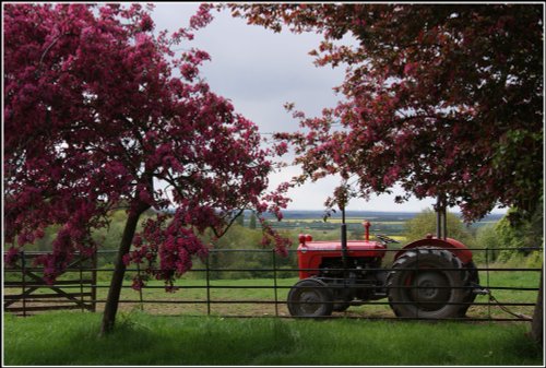 Red tractor and pink blossom.