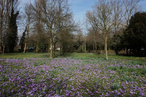 Crocus's in Normanston Park