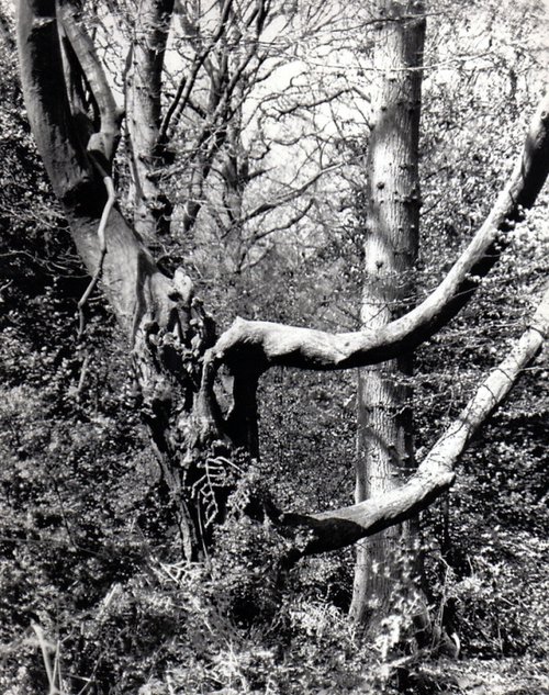 Hainault Forest Country Park