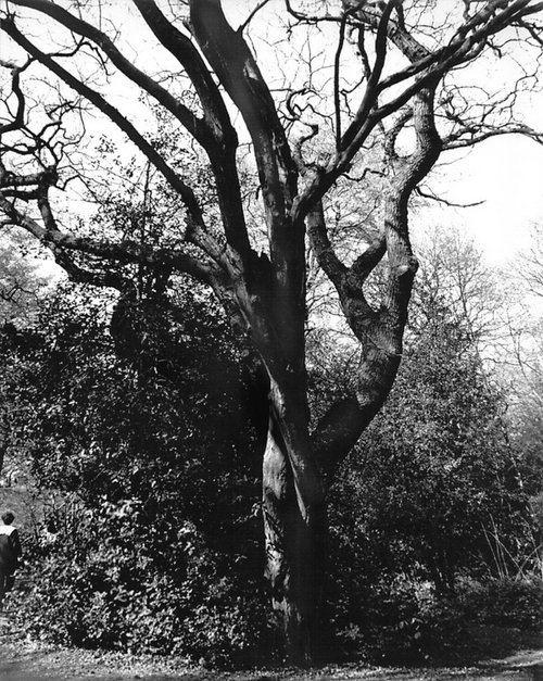 Hainault Forest Country Park