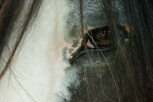 Thoughtful horse