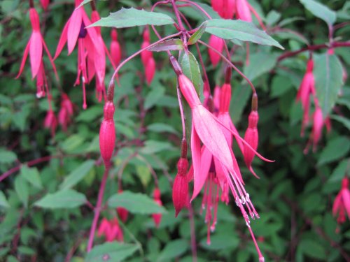 Dartmoor National Park