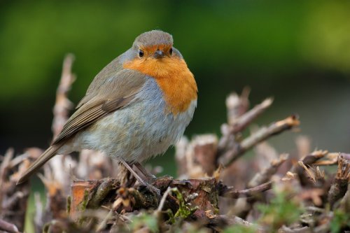 Keswick Robin