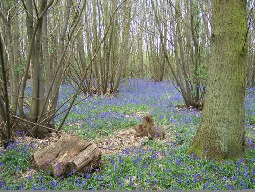 A picture of Billericay