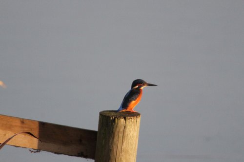 Attenborough Nature Reserve