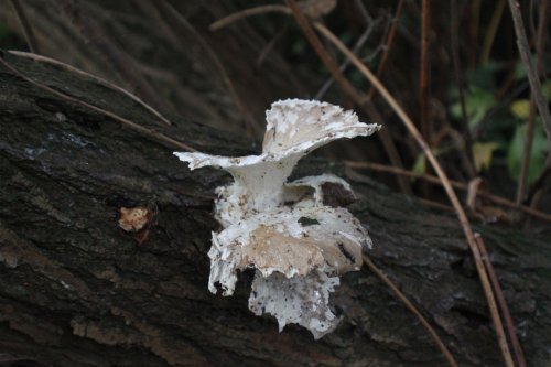 Attenborough Nature Reserve