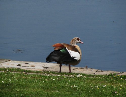 Egyptian Goose at Filby Broad