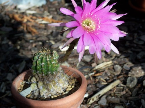 Little Cactus-Big Flower
