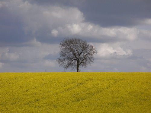 Oilseed rape and tree