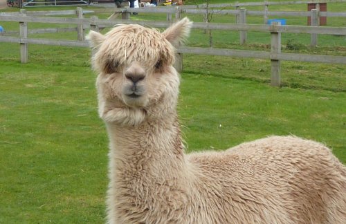 The Hillside Animal & Shire Horse Sanctuary