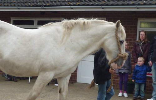 The Hillside Animal & Shire Horse Sanctuary