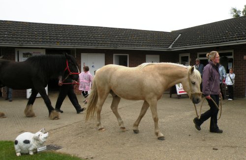 The Hillside Animal & Shire Horse Sanctuary