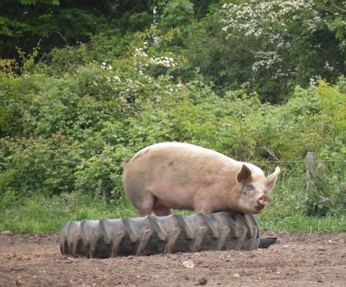 The Hillside Animal & Shire Horse Sanctuary